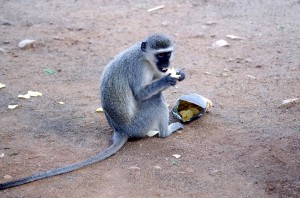 Monkey in South Africa