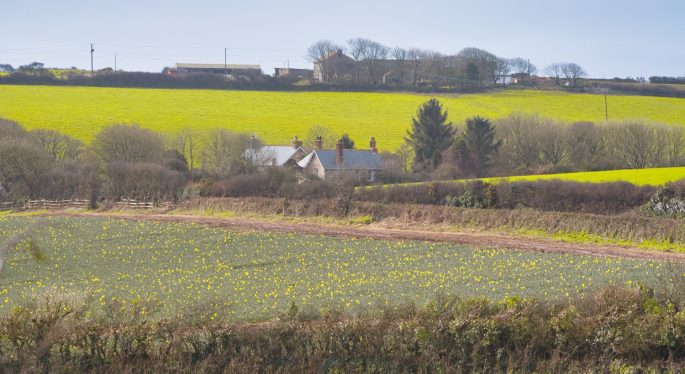 Cornwall's fields in winter with plenty of yellow colour 