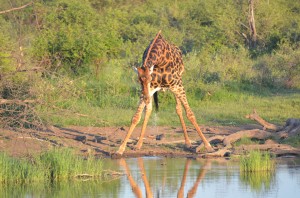 giraffe in South Africa
