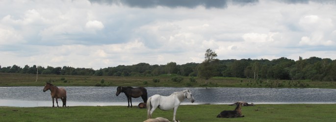 New Forest Ponies relax by a lake