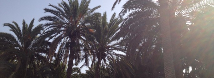 Palm Beach Hotel gardens with Palm Trees Gran Canaria