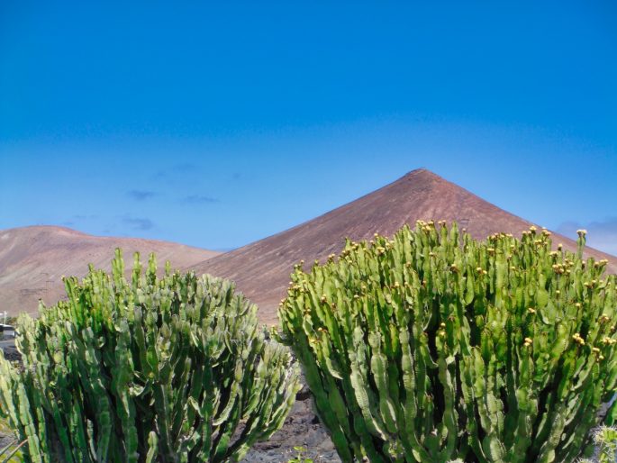 Aloe Vera Lanzarote