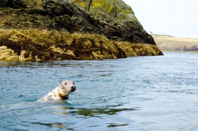 Seal in Anglesey