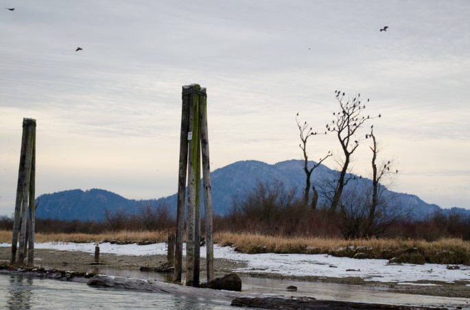 Eagle watching on the Harrison River