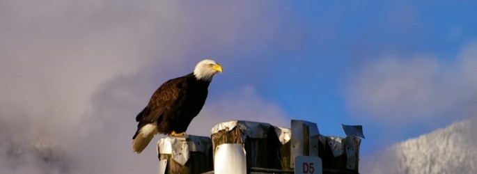 Eagle at Harrison River