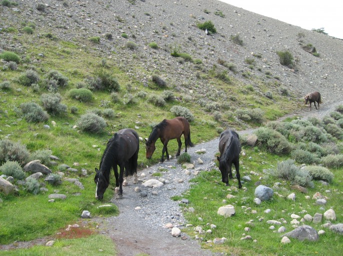 Wild horses in Patagonia