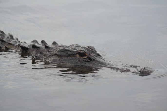 Everglades gator