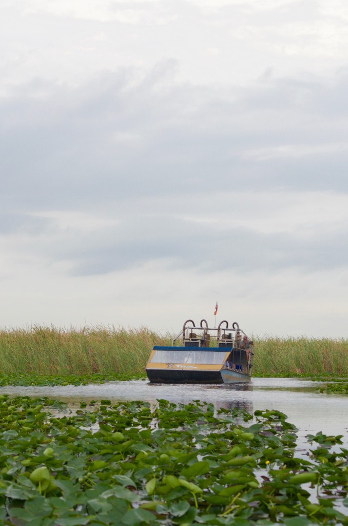 Everglades alligator tour