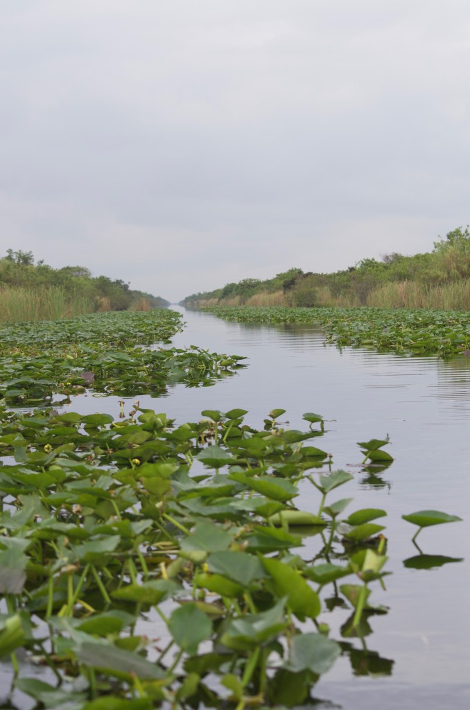 Everglades alligator tour