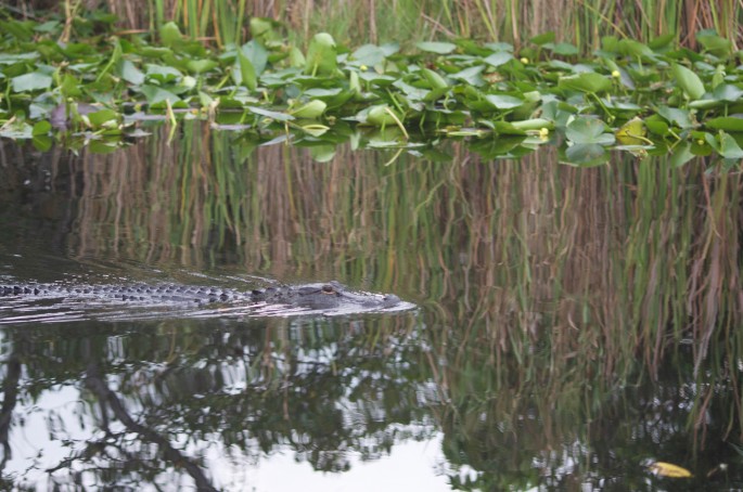 Everglades alligator tour