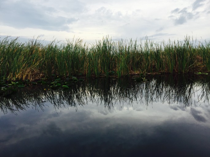 Everglades scenery