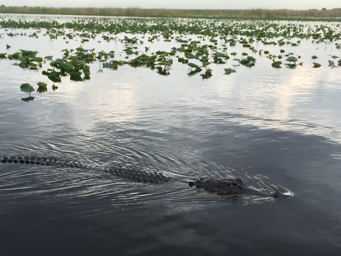 Everglades alligator tour