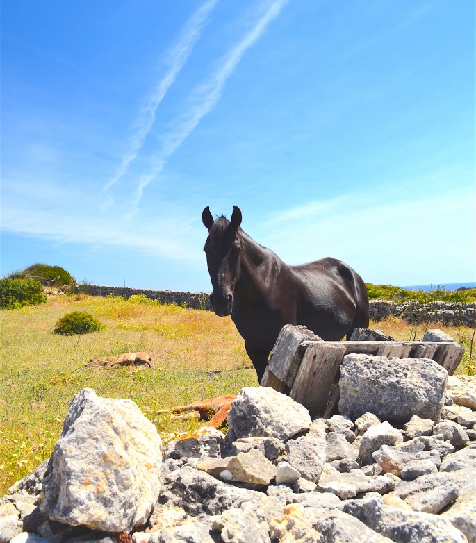 Menorcan horses