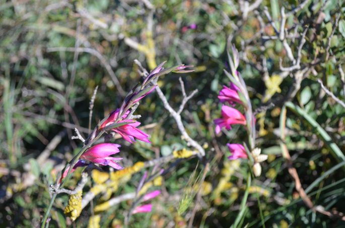 Menorcan wildflowers