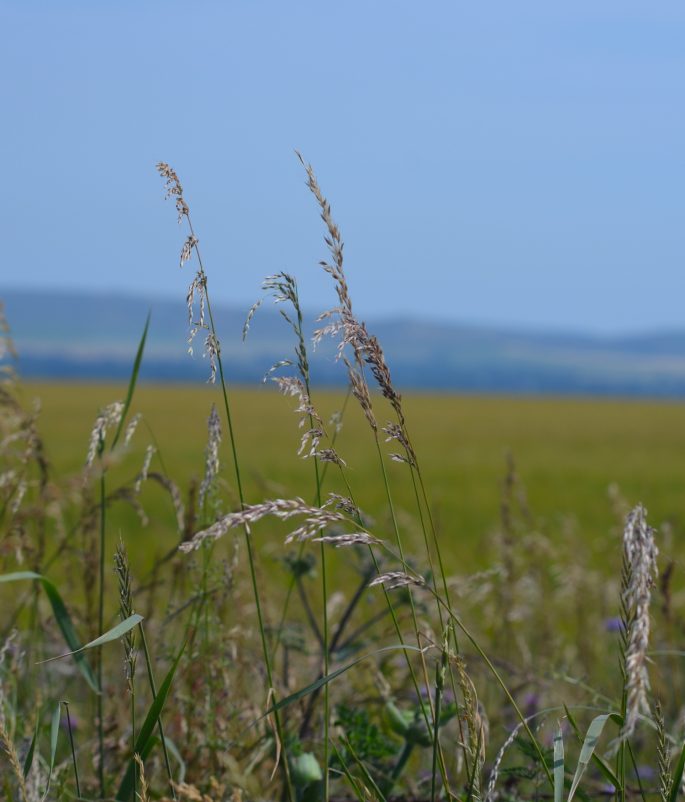 Salisbury Plain