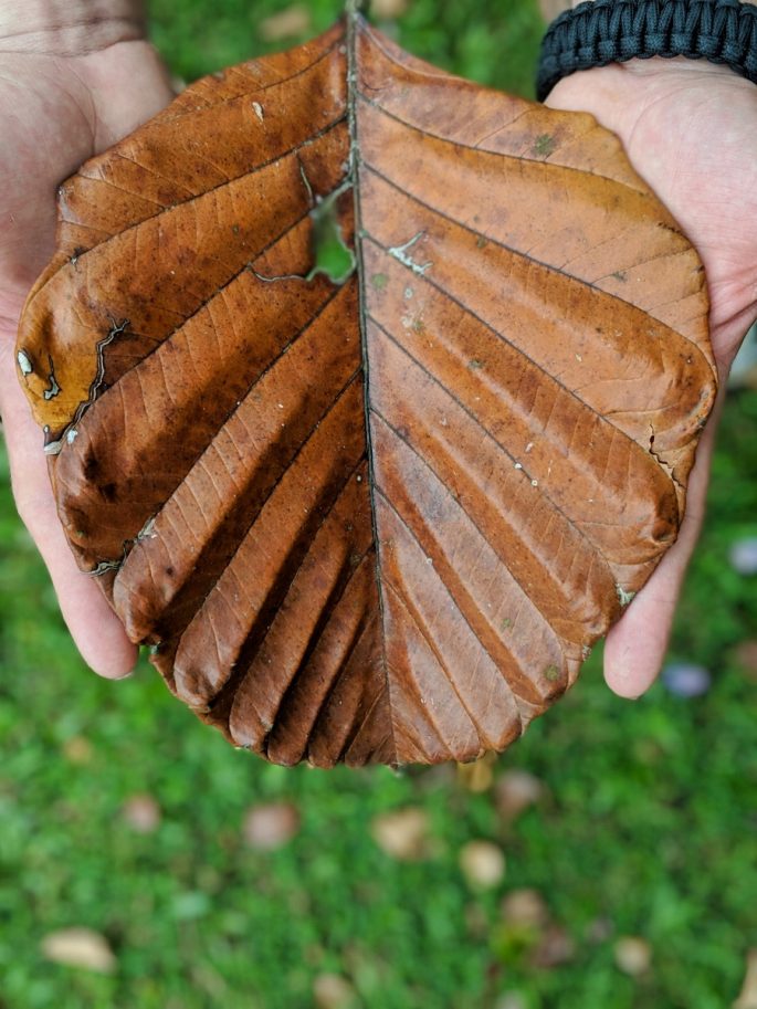 Lunuganga leaf