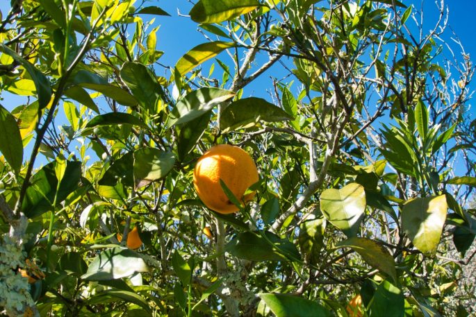 oranges at Moinhos Velhos juice retreat
