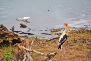 bird by a lake in Sri Lanka