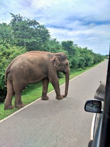 Elephant at Yala National Park Sri Lanka