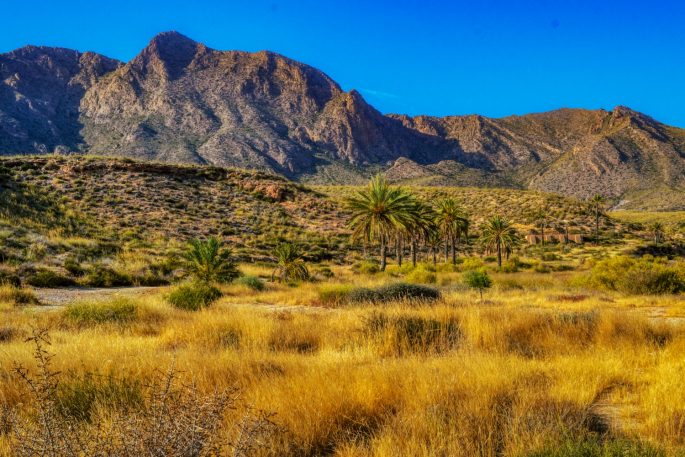 palm trees in a rugged desert scene