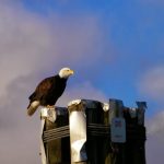 Eagle at Harrison River